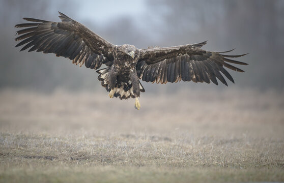 White tailed eagle with wings spread for landing