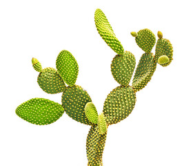 Opuntia cactus isolated on white background © Dmitry