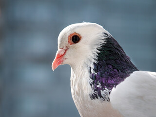 Portrait of a beautiful white dove with grey feathers