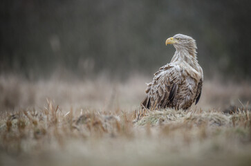 White-tailed eagle in rain