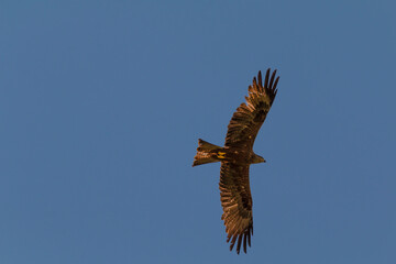 Schwarzer Milan im Flug