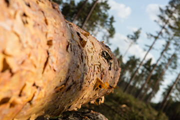 Trees chopped and stacked in forest