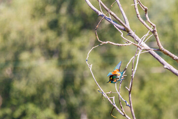 Bienenfresser Paarung