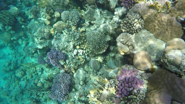 Colored corals in reefs Red sea