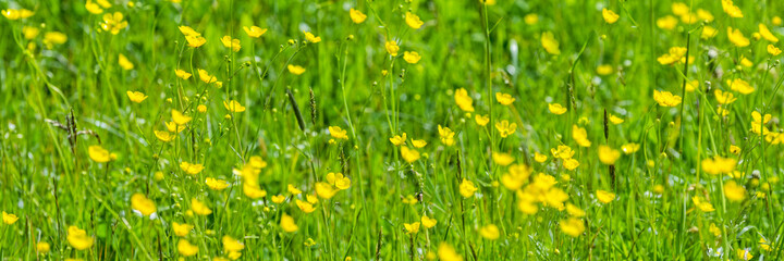 Saftig grüne Butterblumenwiese