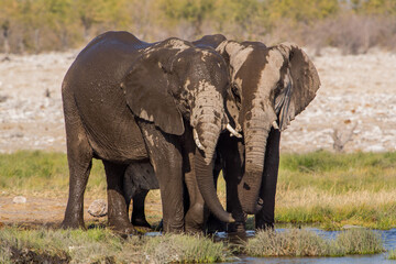 Couple of african elephants (Loxodonta africana), Etosha National Park, Namibia