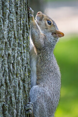 Fototapeta na wymiar Grauhörnchen klettert auf einen Baum (Sciurus carolinensis) grey squirrel
