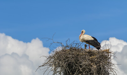 Stork in a nest against the sky 