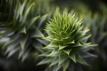 prickly plant