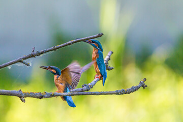 Eisvogel Paar / König der Fischer