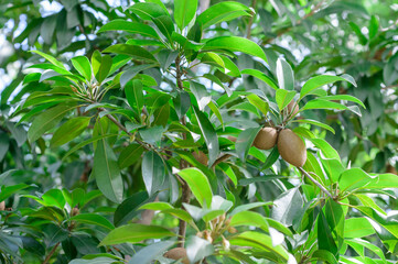 Thai's sapodilla in backyard