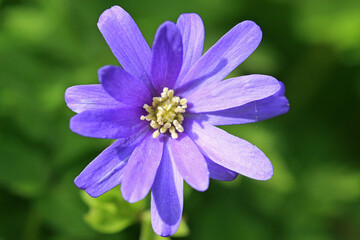 Fototapeta premium Anemone Blanda