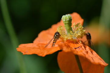 syrphe