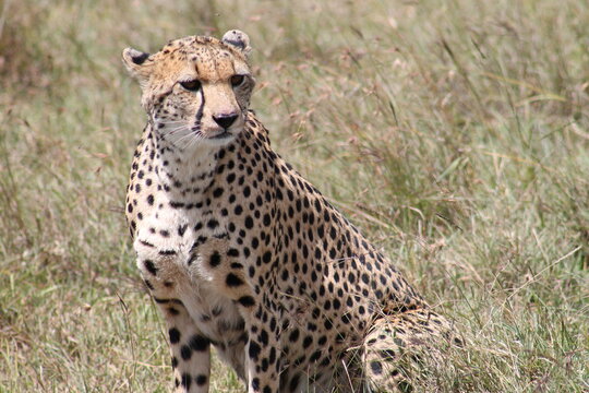 Pensive cheetah
