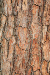 Bark of Pine Tree