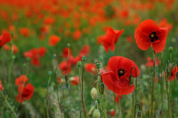 Wild red poppies flowers