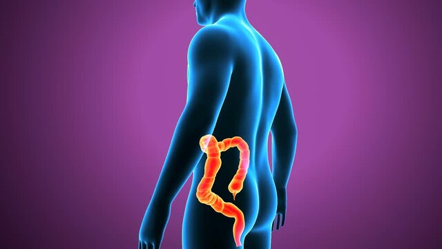 3d illustration of human digestive system 