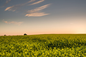 Fototapeta premium lush yellow rapeseed canola field under beautiful clear sky with orange glowing horizon right after sunset