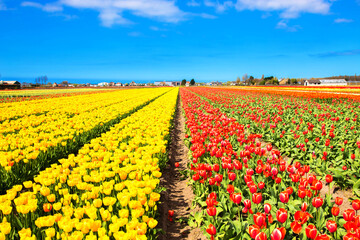 Spring red and yellow flowers tulips field.