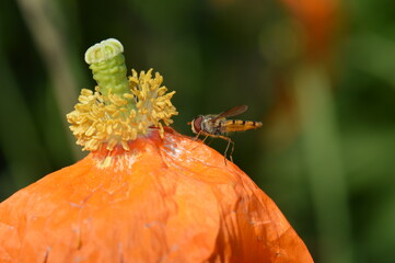 syrphe