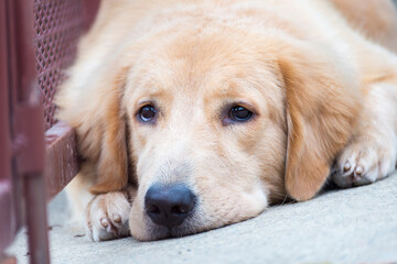 Sleepy Face Golden Retriever Dog