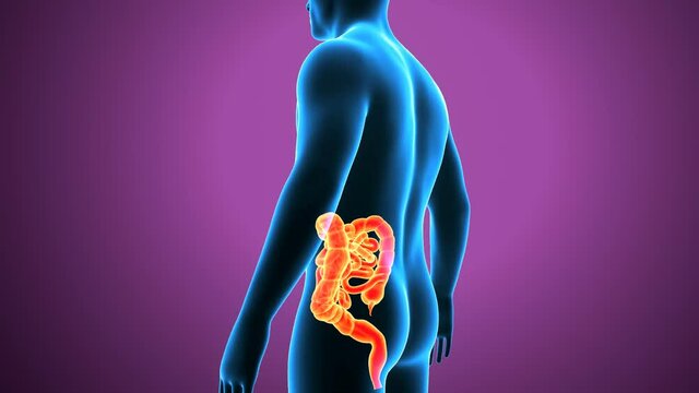 3d illustration of human digestive system 