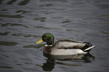 Mallard Swimming