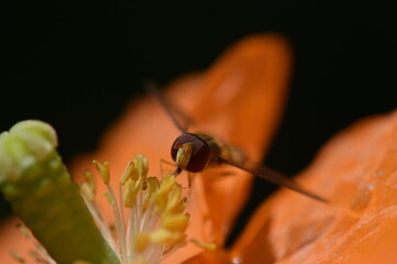 syrphe