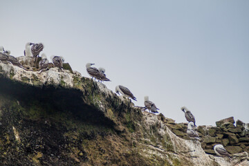 Peruvian booby (Sula variegata) on the rocks of the Ballestas Islands in the Paracas National park, Peru.