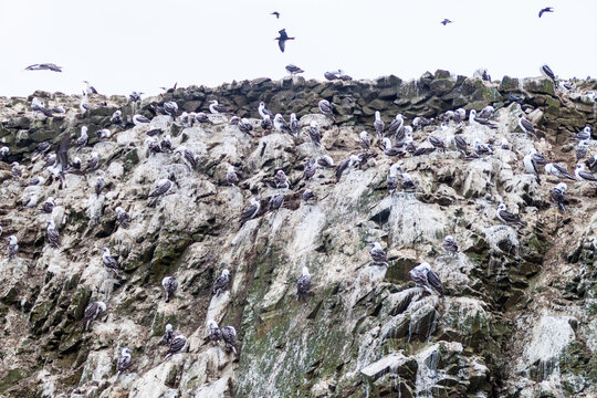 Peruvian booby (Sula variegata) on the rocks of the Ballestas Islands in the Paracas National park, Peru.