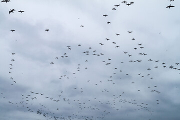 Guanay cormorants (Phalacrocorax bougainvillii) at the Ballestas Islands in the Paracas National park, Peru.