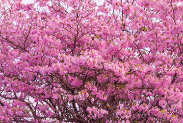 Tabebuia rosea pink flowers in Thailand