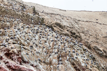 Peruvian booby (Sula variegata) on the rocks of the Ballestas Islands in the Paracas National park,...