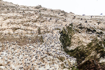 Peruvian booby (Sula variegata) on the rocks of the Ballestas Islands in the Paracas National park, Peru.