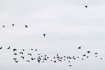Guanay cormorants (Phalacrocorax bougainvillii) at the Ballestas Islands in the Paracas National park, Peru.