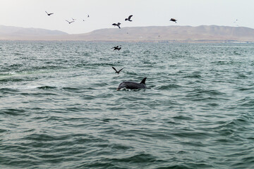 Naklejka premium Pilot whale at the Ballestas Islands in the Paracas National park, Peru.