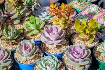 Succulent plants in flowerpots.