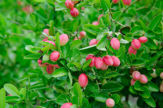 thai's karanda trees