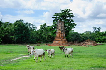Fototapeta premium Cows walk pass an abandoned temples