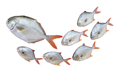 Gold Pomfret fish family in the queue isolated on white