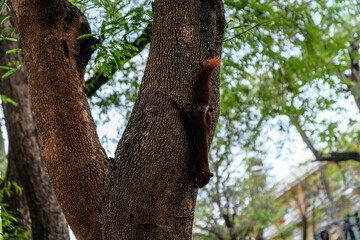 A squirrel is running on the tree
