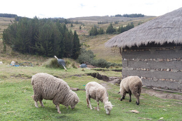 Fototapeta premium Herd of sheep and a rural house near Los Frailones (Stone Monks), rock formations near Cajamarca, Peru.