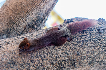 A squirrel is eating on the tree