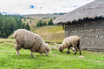 Fototapeta premium Herd of sheep and a rural house near Los Frailones (Stone Monks), rock formations near Cajamarca, Peru.