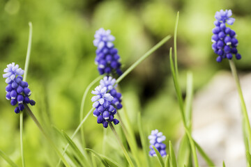 Muscari with blue flowers close-up