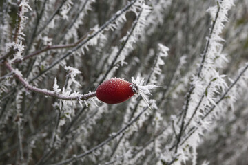 Hagebutte im Winter