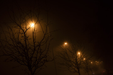 Naklejka premium photo of street lights shining behind the trees on a foggy night