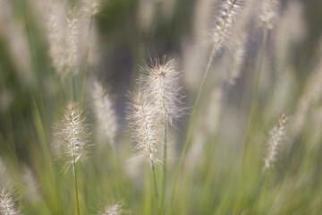 Tall Grass