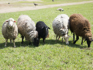 Obraz premium Flock of sheep crowded together