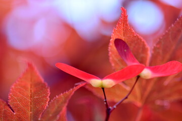 赤い紅葉の種子